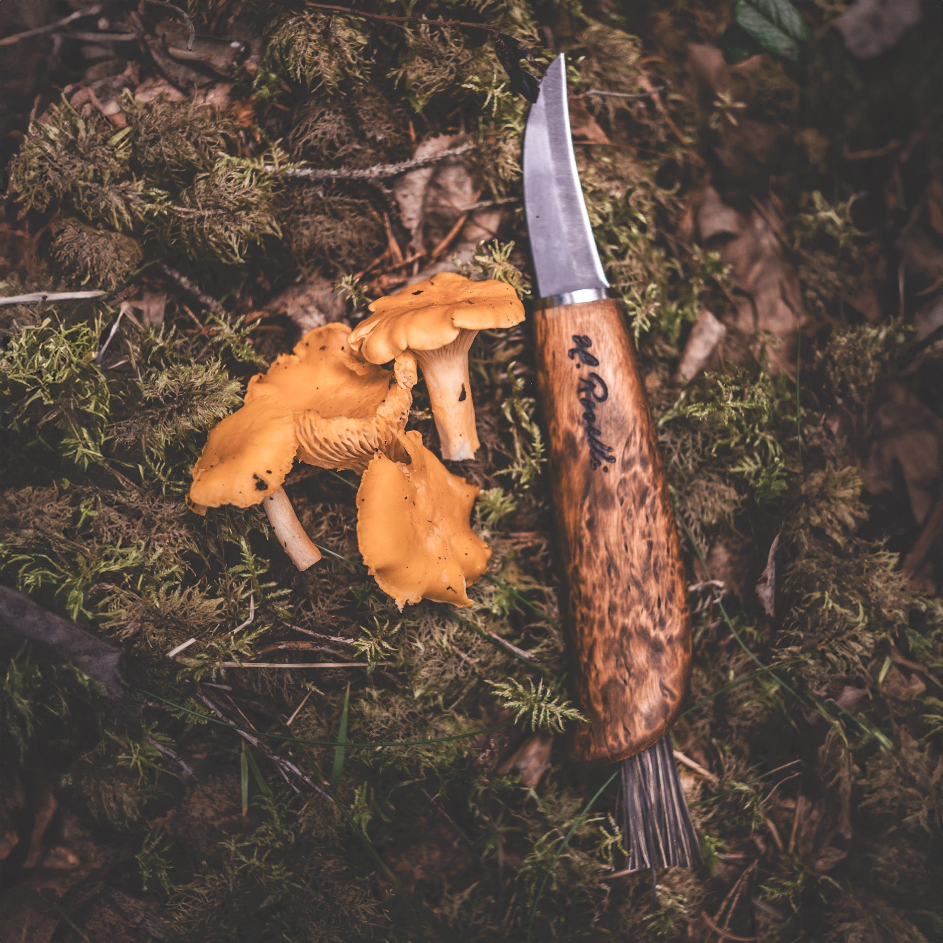 Finnish handmade mushroom knife made from carbon steel and curly birch. Comes with a handmade leather sheath and a mushroom brush made from arenga fiber